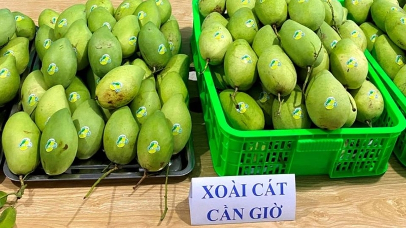 Xoài cát Cần Giờ