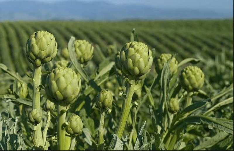 Đặc sản Đà Lạt ảnh 8