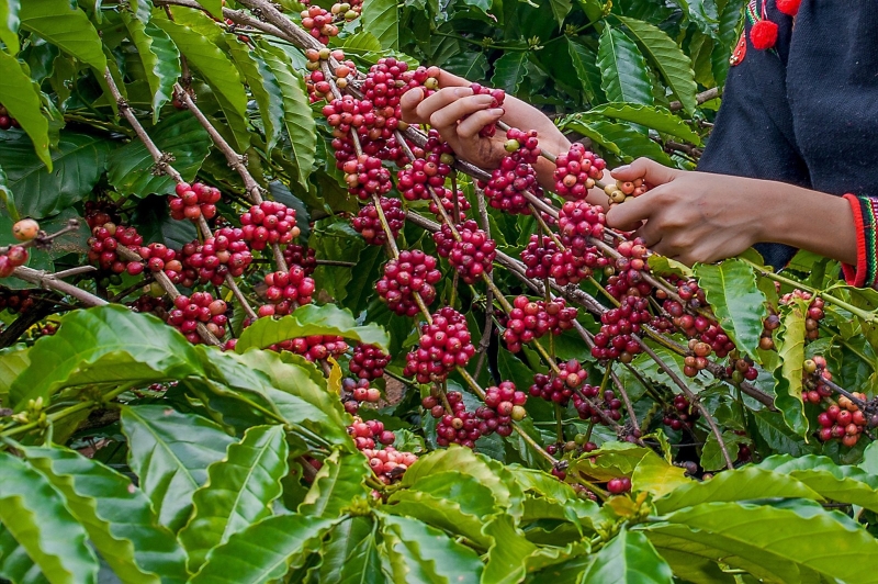đặc sản Đắk Nông 2