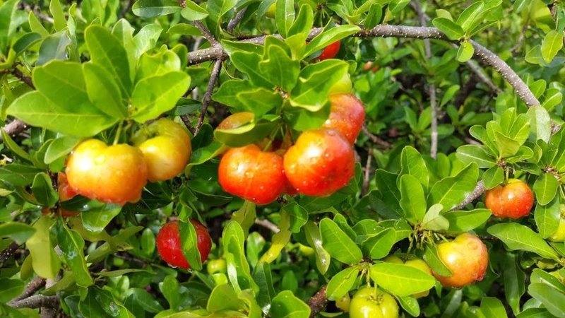 đặc sản Gò Công 5