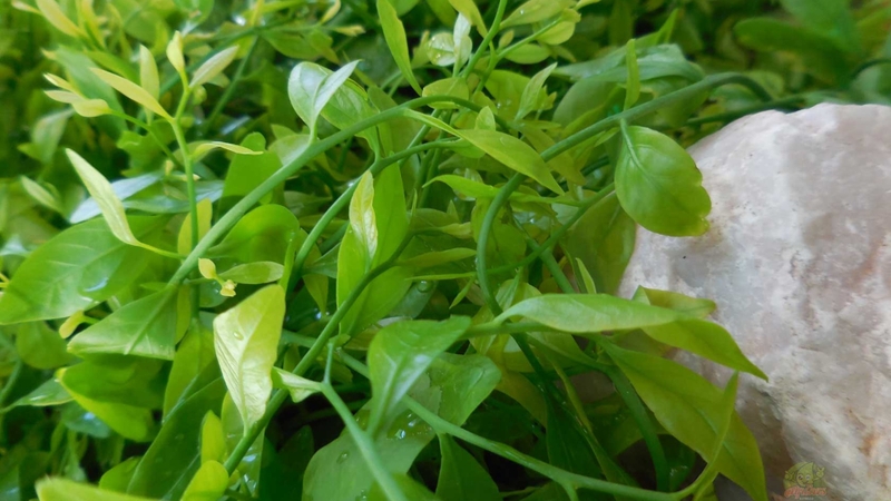 đặc sản hà tây 10