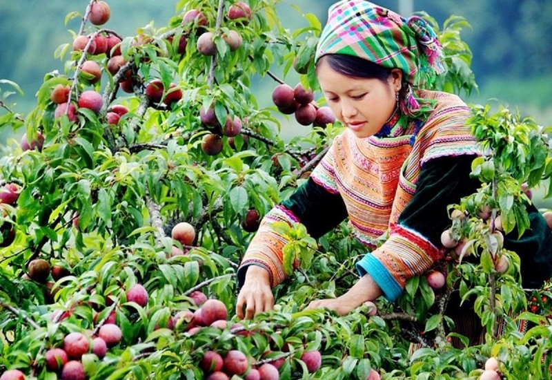 Đặc sản Lào Cai (ảnh 8)