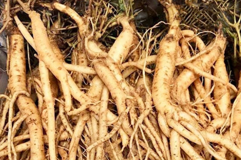 Sâm dây Ngọc Linh – đặc sản Măng Đen quý hiếm