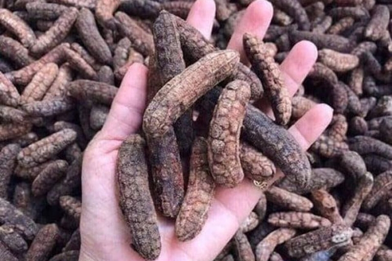 Chuối hột rừng