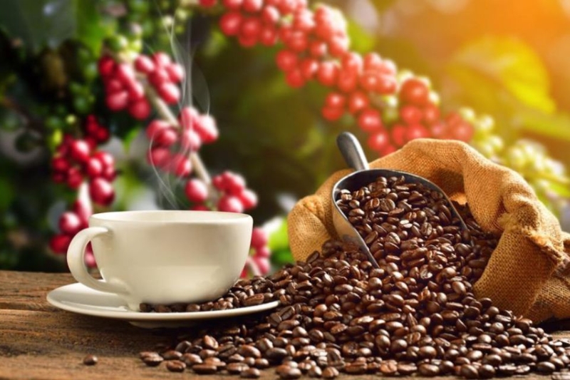 Cà phê ở Măng Đen