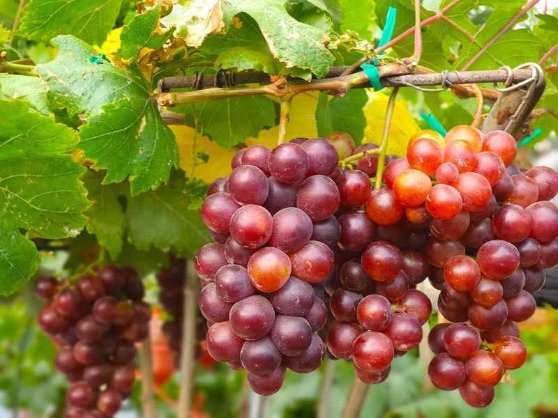 đặc sản Ninh Thuận (ảnh 10)