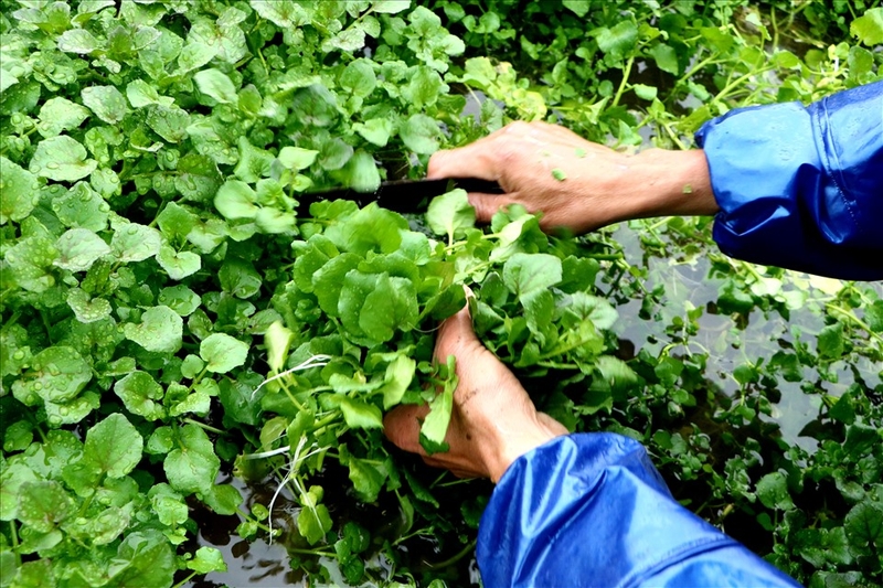 Đặc sản Quảng Trị (hình 6)
