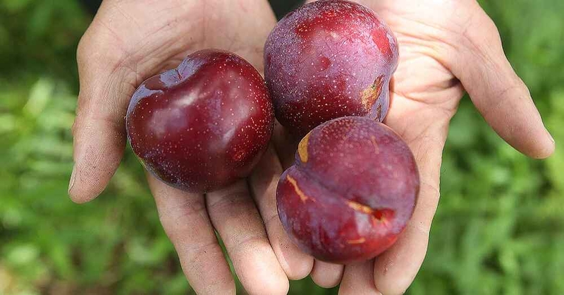 Mận Sapa