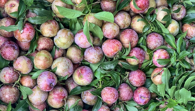 đặc sản sơn la 17