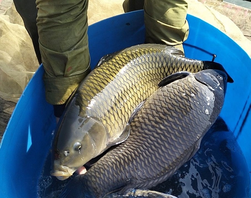 đặc sản sơn la 25