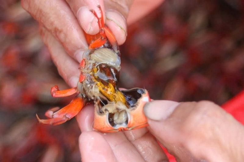 đặc sản thanh hóa ảnh 4