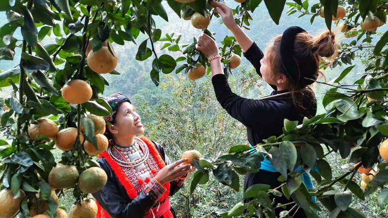 Đặc sản Tuyên Quang (ảnh 10)