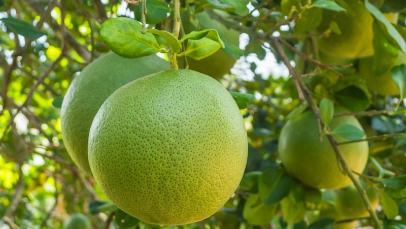 đặc sản Vĩnh Long (ảnh 2)