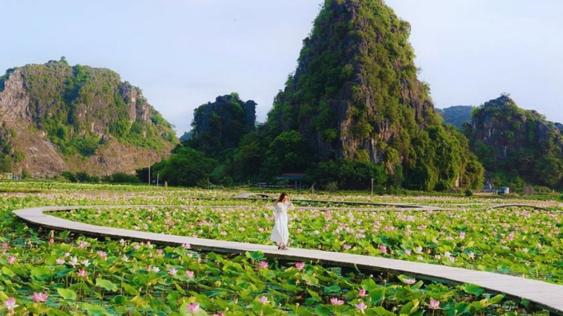 Đầm Vân Long mùa sen