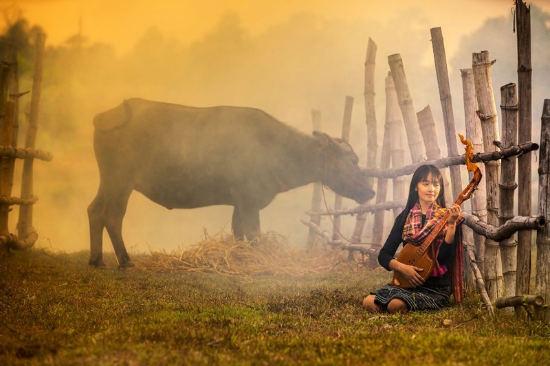 Đàn gảy tai trâu là gì (ảnh 1)