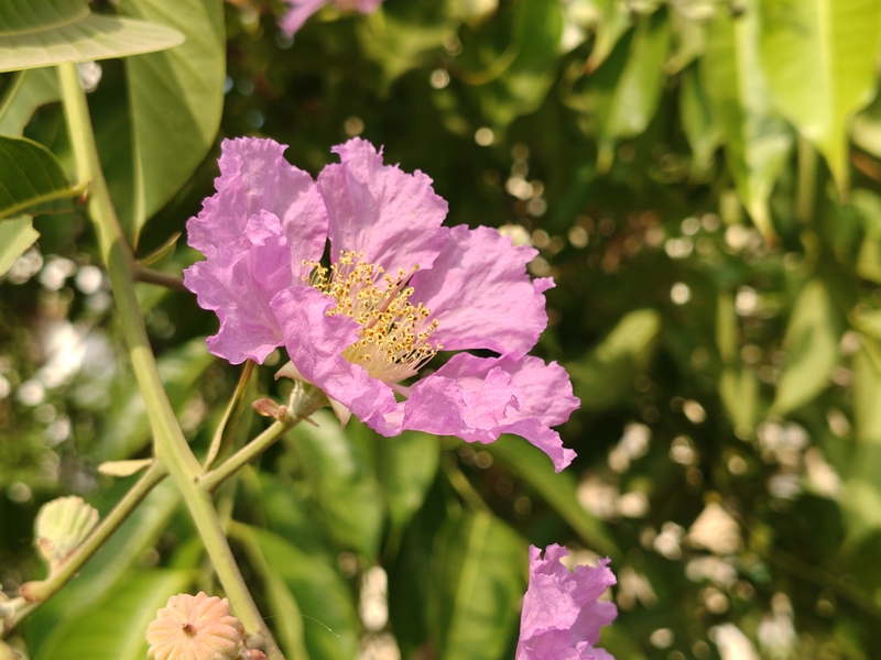 đánh giá OnePlus Nord 6 zoom.jpg