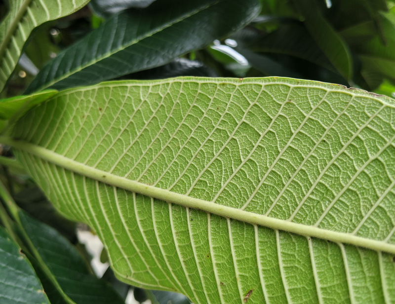 đánh giá camera redmi note 17 5g ảnh 8.png