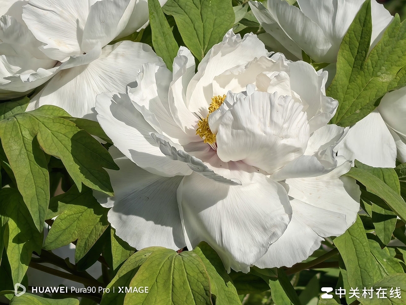 Đánh giá HUAWEI Pura 90 Pro - hình 7