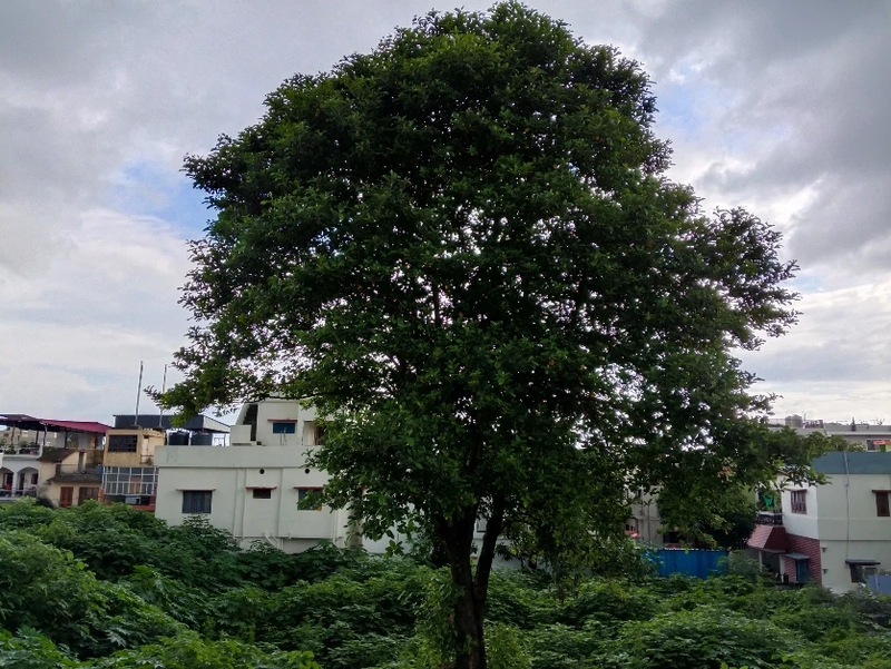 Đánh giá iQOO Z11 Lite - hình 19