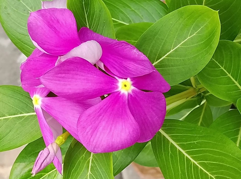 Đánh giá Redmi A7 Pro 4G - hình 11