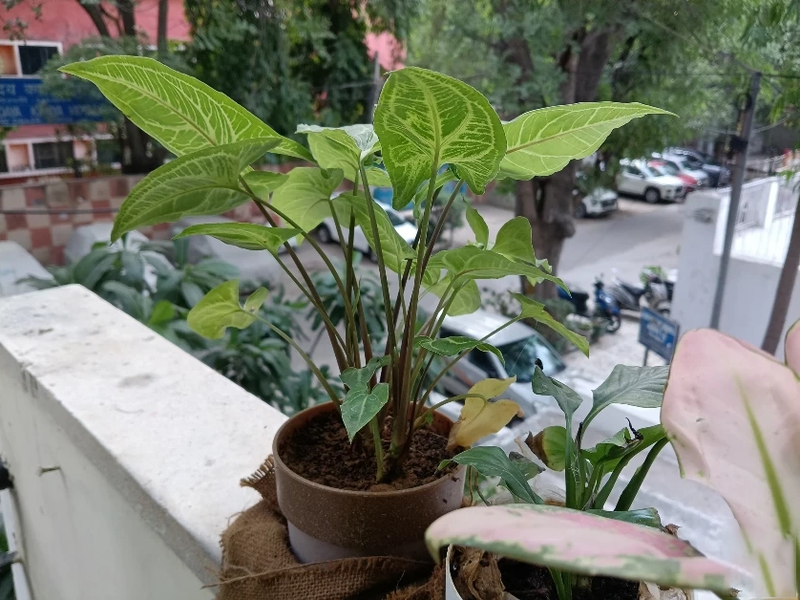 Đánh giá Vivo T5 Lite - hình 9