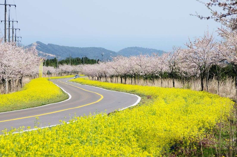 Đảo Jeju thuộc quốc gia nào 4