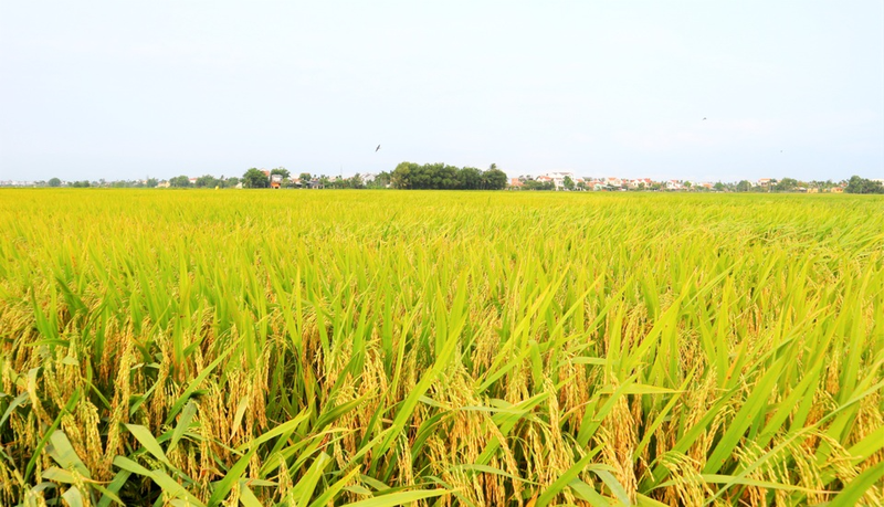 Vàng óng ánh cánh đồng lúa chín