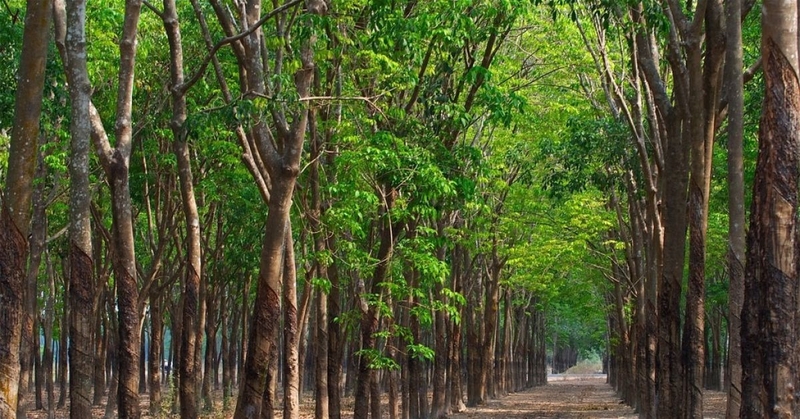 Đất LNK là gì (ảnh 3)