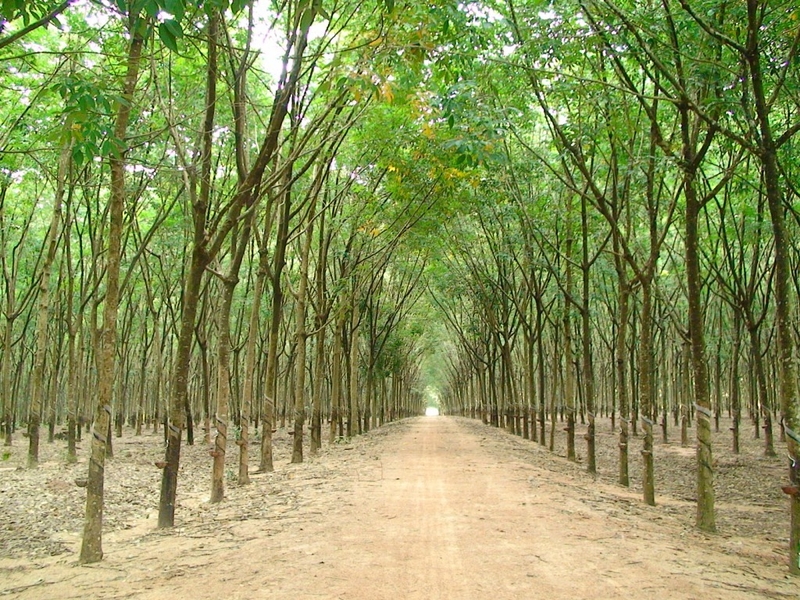 Đất LNK là gì (ảnh 2)