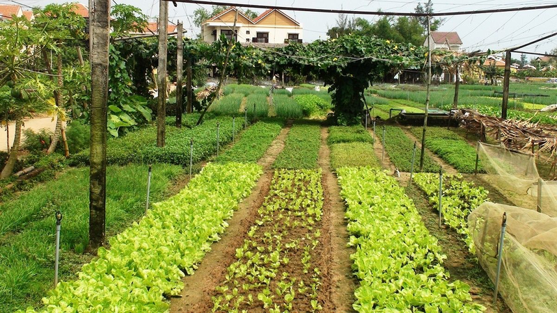 Đất vườn