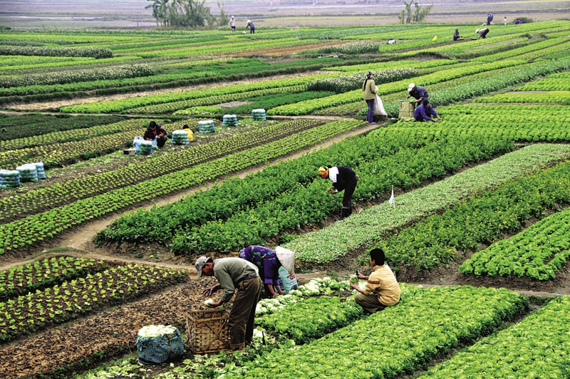 Đất nông nghiệp