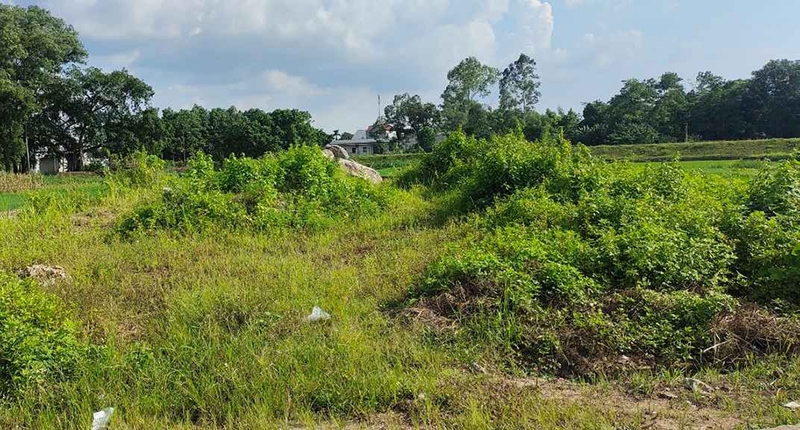 Đất trồng cây lâu năm có được xây nhà không - 07