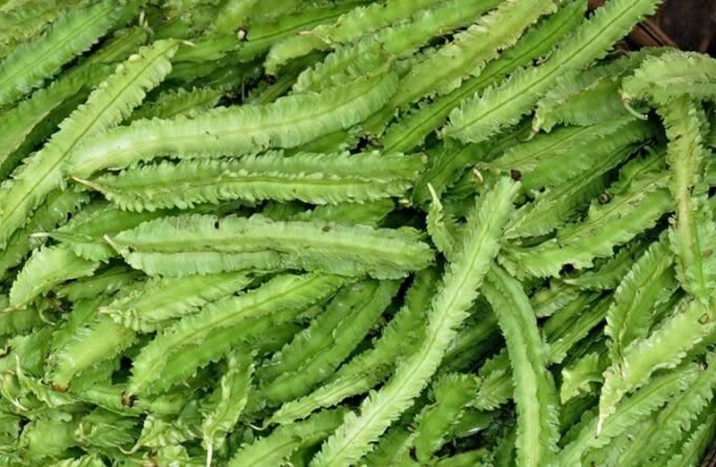Đậu rồng ảnh 1