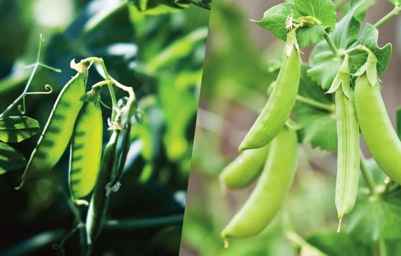 Đậu tuyết ảnh 2