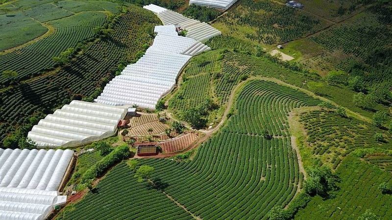 Review đồi chè Cầu Đất 7