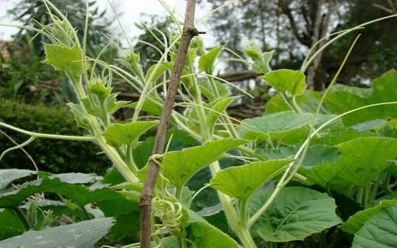 đọt bầu ảnh 1