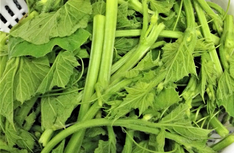 đọt bầu ảnh 6