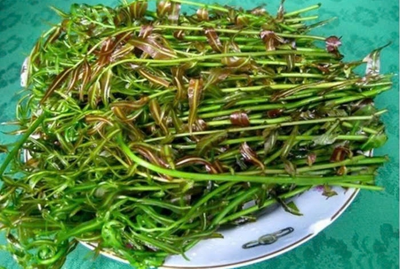 đọt choại xào tỏi ảnh 3