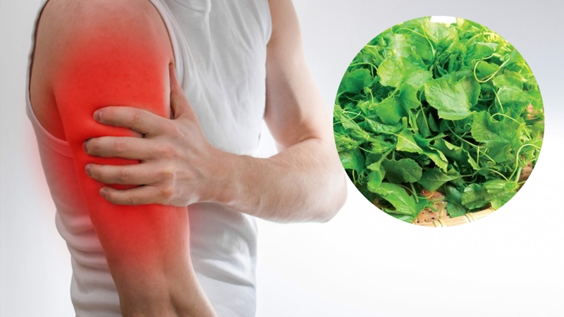 Đọt nhãn lồng giúp giảm viêm và đau nhức hiệu quả