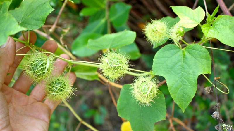 Không tự ý dùng đọt nhãn lồng thay thế thuốc chữa bệnh