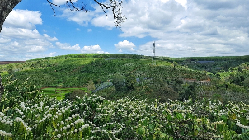 Dự báo thời tiết Tết Âm lịch 2025 4