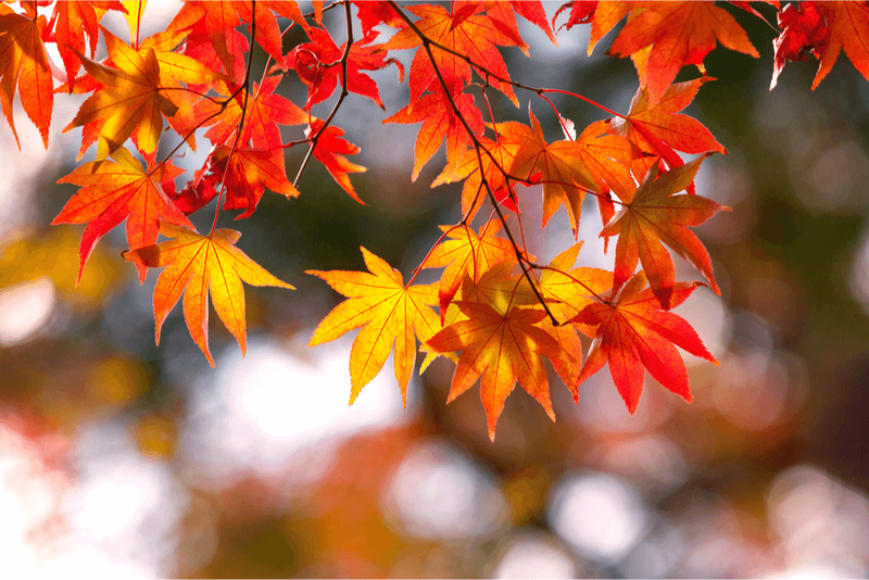 Momiji