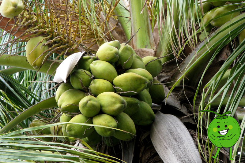 dừa dâu (3)
