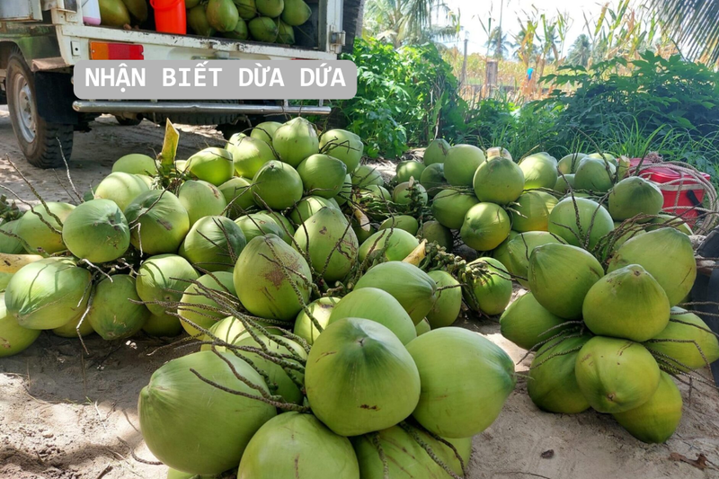 dừa dứa (2)