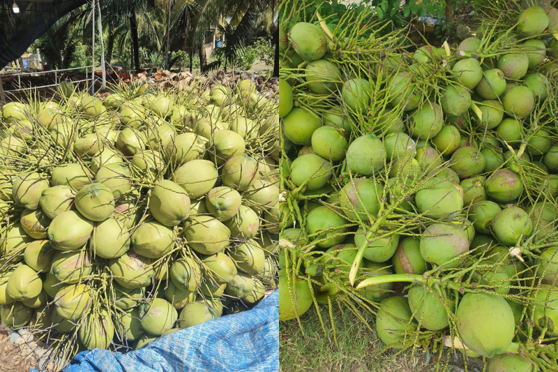 dừa dứa (5)