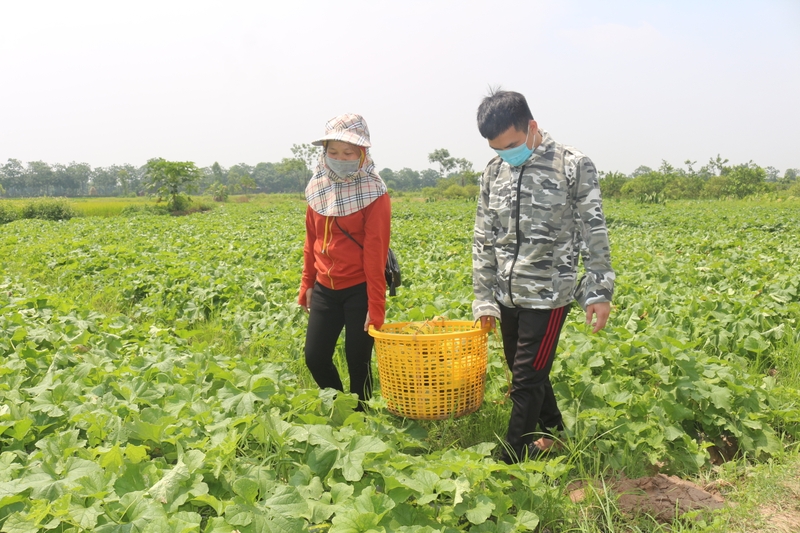 dưa hồng - Hình 5