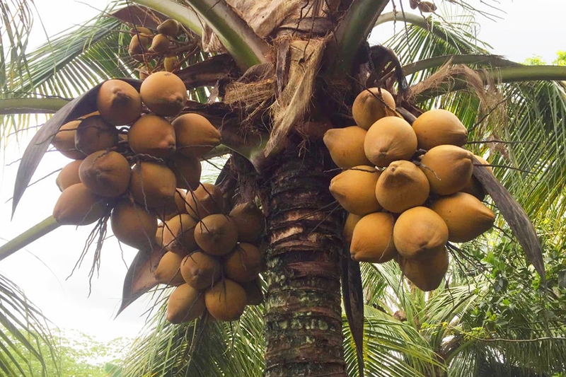 Dừa Mã Lai 3
