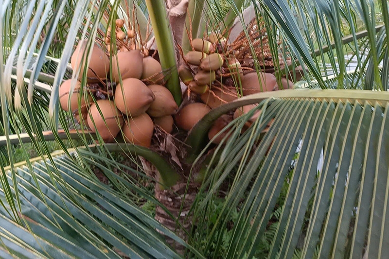 Dừa Mã Lai 6