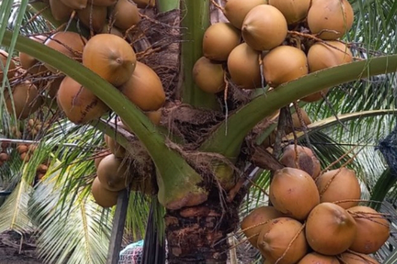 Dừa Mã Lai 1