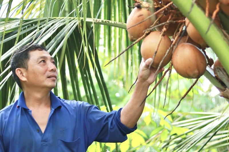 Dừa Mã Lai 2